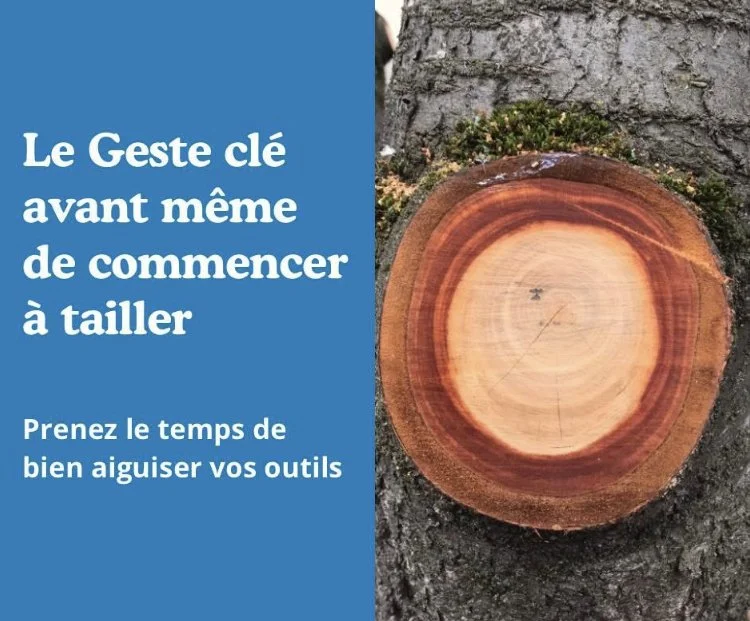 L’Affûtage : le geste clé avant de commencer à tailler