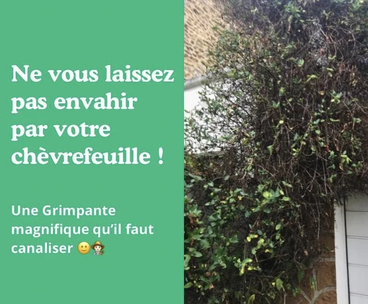 Canalisez votre Chèvrefeuille !