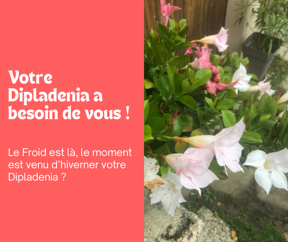 Comment hiverner votre Dipladenia ?