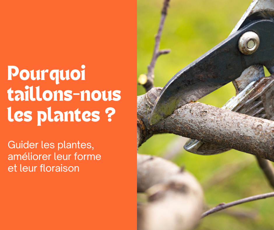Pourquoi nous taillons les plantes ?