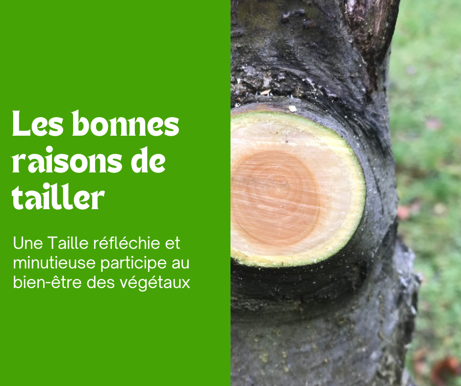 Les Bonnes Raisons de tailler vos plantes 