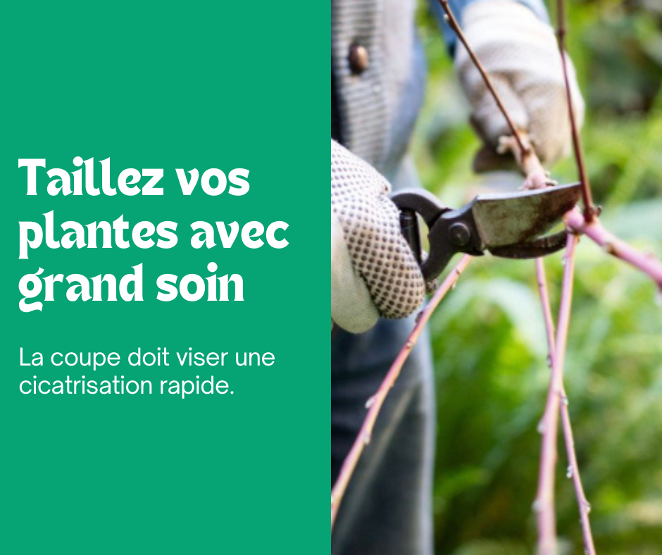 Taillez vos plantes avec le plus grand soin !