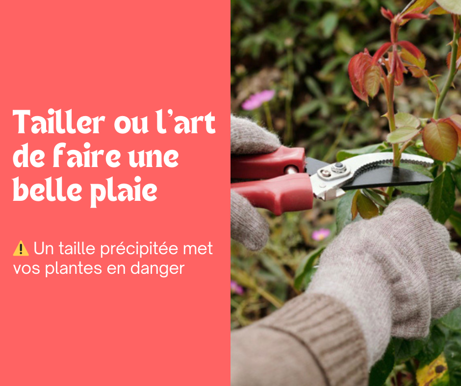 Tailler, l’art de faire une belle plaie !