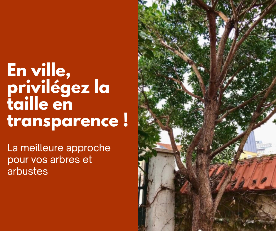 La Taille en transparence, la solution pour votre jardin de ville