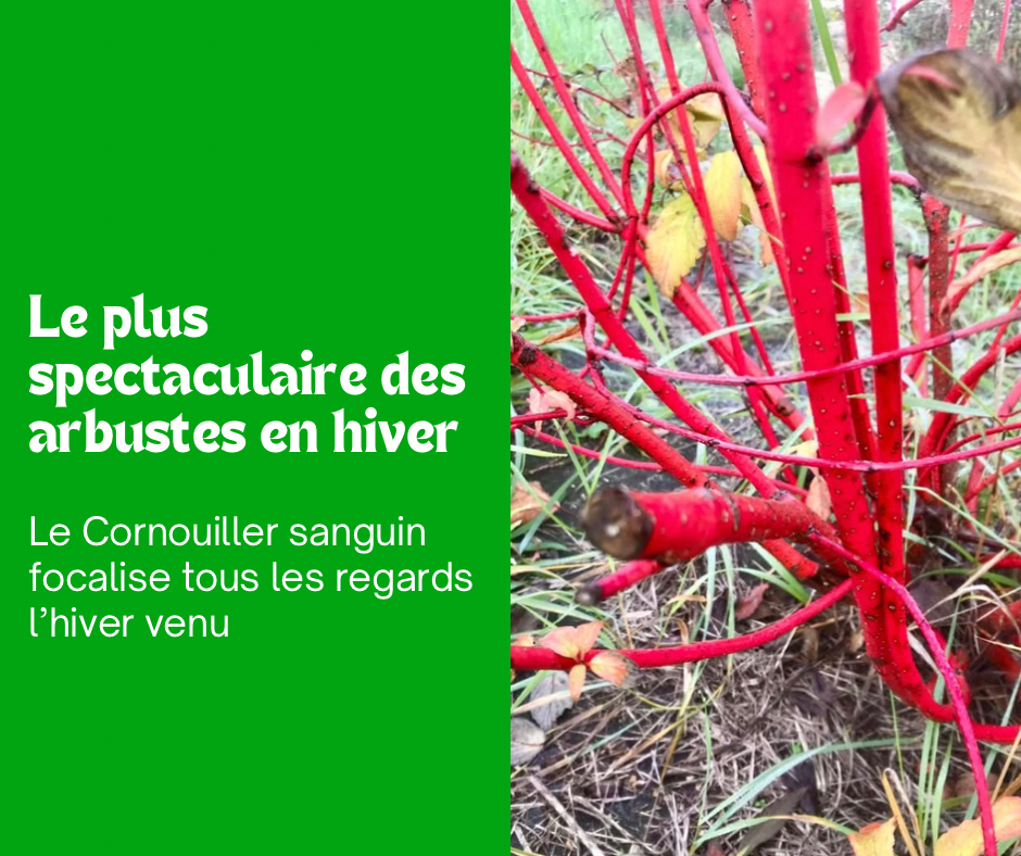 Le Cornouiller sanguin : l’arbuste le plus spectaculaire en hiver