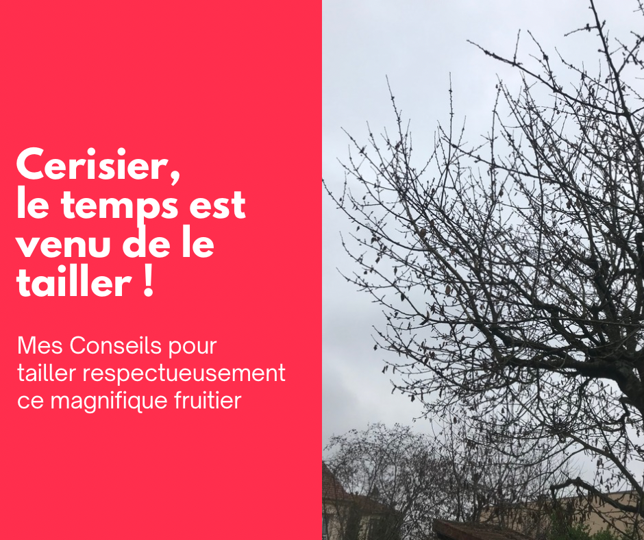 Cerisier : le temps est venu de le tailler 