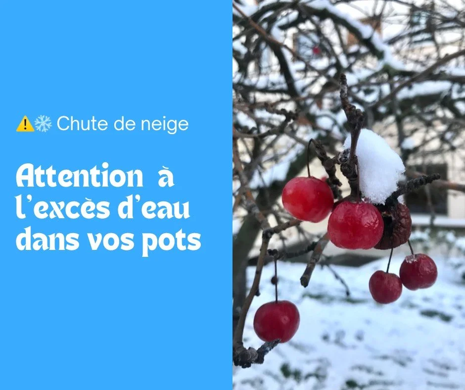 Chute de neige : attention à l’eau stagnante !