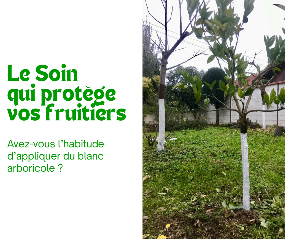 Le Chaulage : le soin indispensable pour protéger vos fruitiers