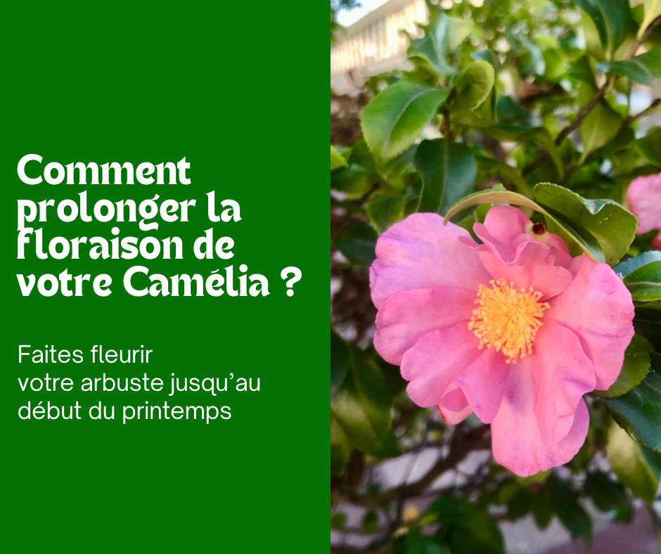 Comment prolonger la floraison de votre Camélia ?