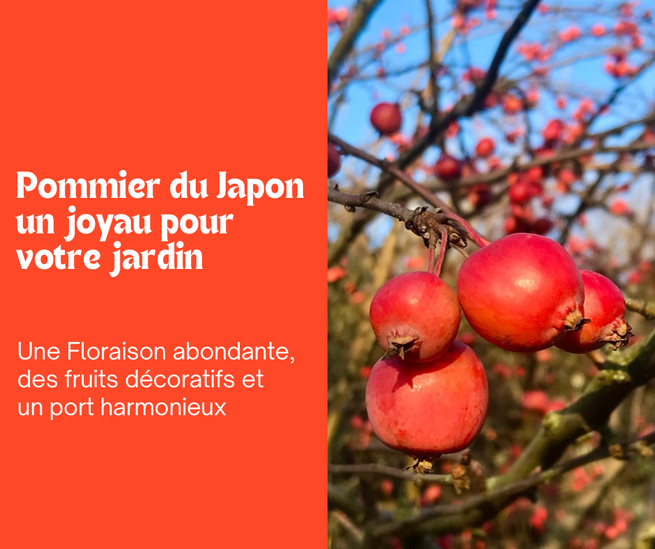 Le Pommier du Japon : un arbre d’exception pour votre jardin 