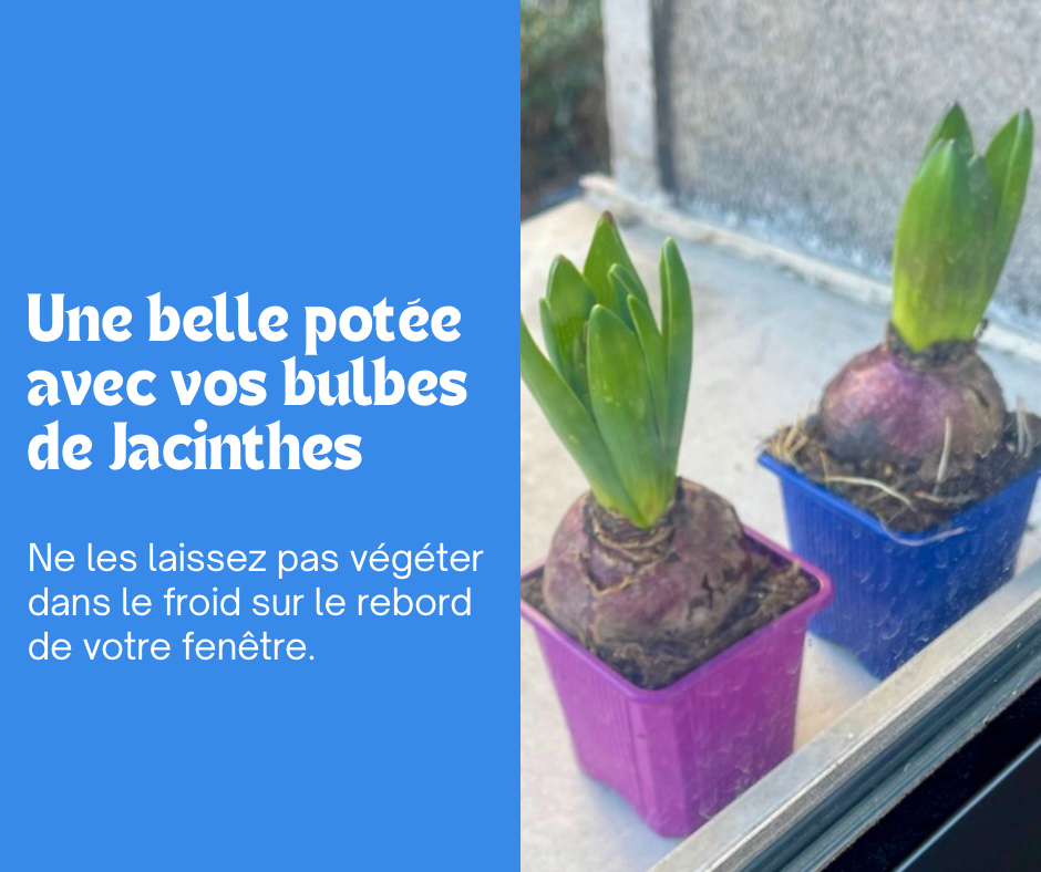 Créez une belle potée avec des bulbes de Jacinthes