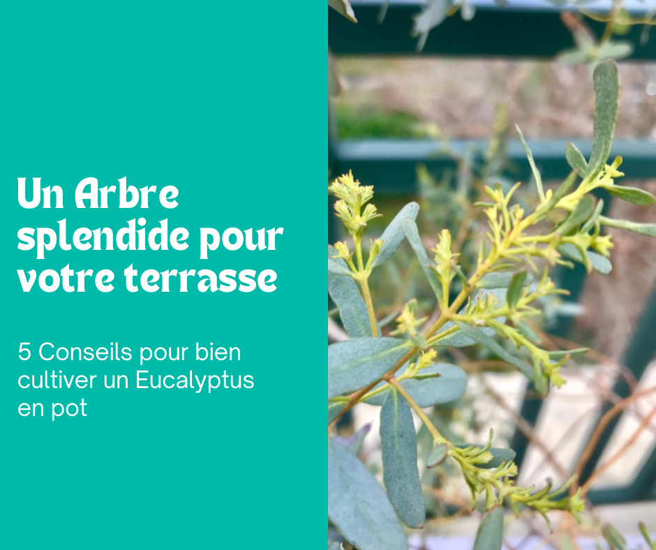 L’Eucalyptus : un arbre splendide en pot