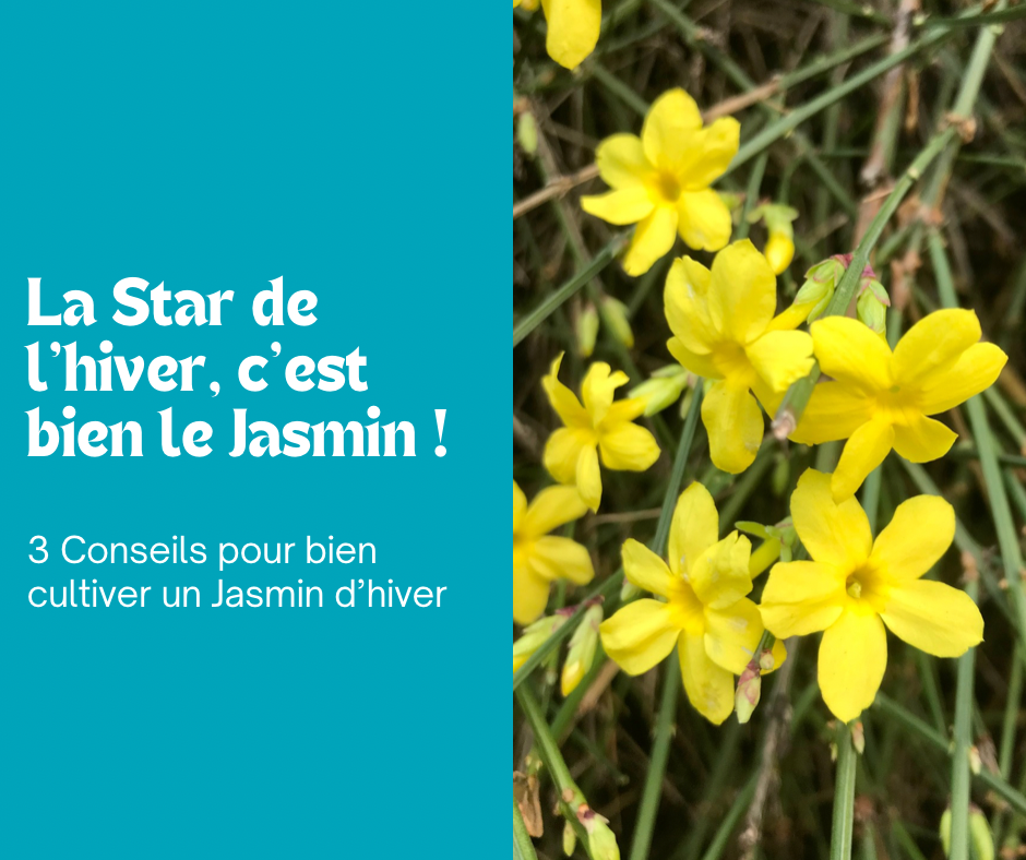 Le Jasmin d’hiver, l’étoile des moins froids