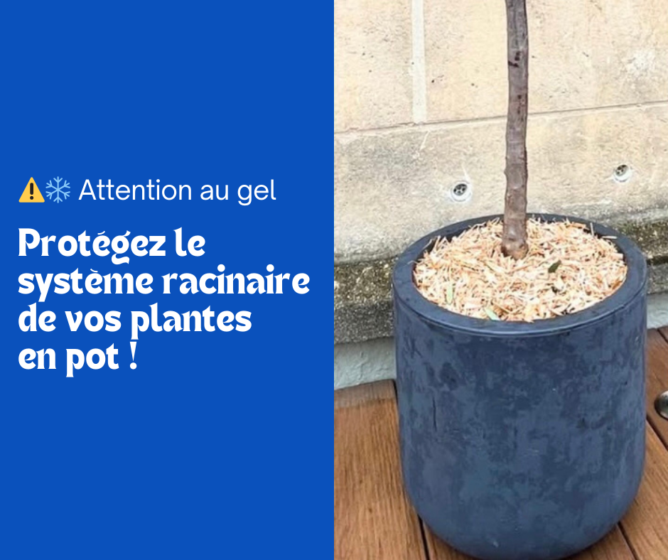 ⚠️ Gel : protégez le système racinaire de vos plantes en pot !