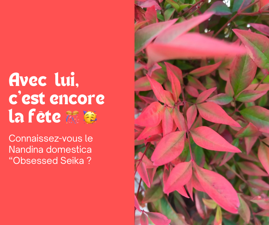 Le Nandina Obsessed Seika : un feuillage flamboyant !