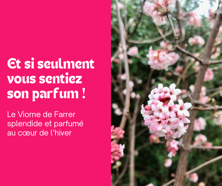 Le Viorne de Farrer : une floraison hivernal lumineuse et parfumée