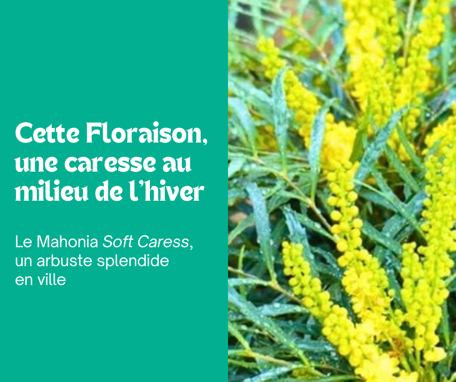 Mahonia Soft Caress : un arbuste splendide en ville