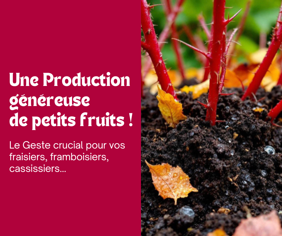 Le Geste crucial pour vos fraisiers, vos framboisiers et vos petits fruitiers 