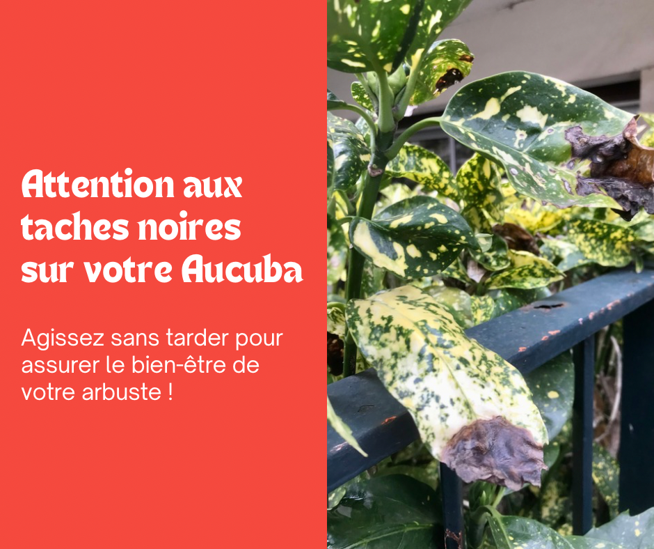 Aucuba du Japon : attention aux taches noires !