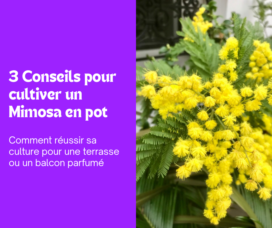3 Conseils pour cultiver un Mimosa en pot