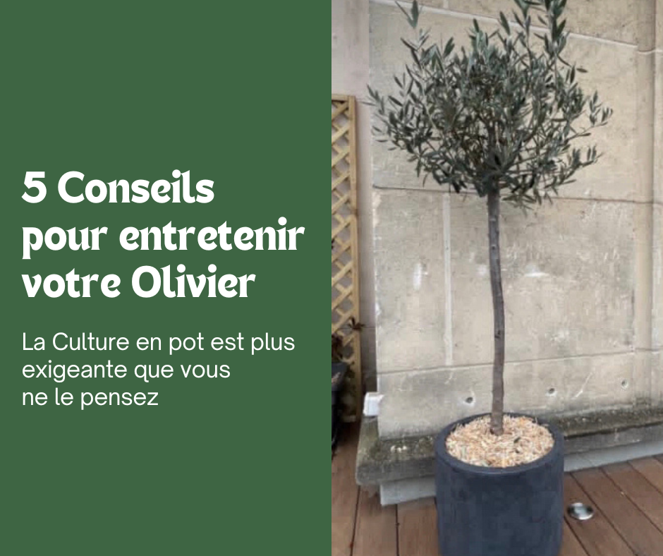 5 Conseils pour entretenir votre Olivier en pot