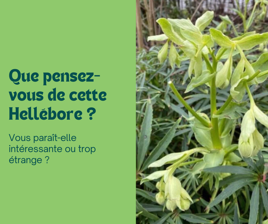 Hellébore fétide, une curiosité végétale 