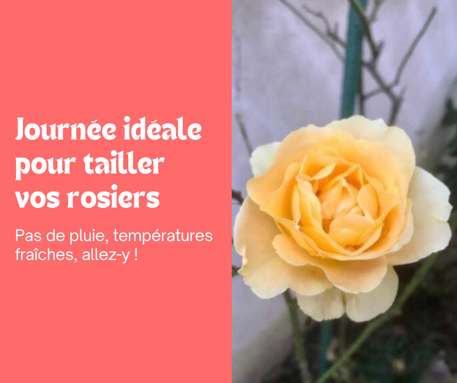 Taille de vos rosiers : choisissez une journée parfaite 