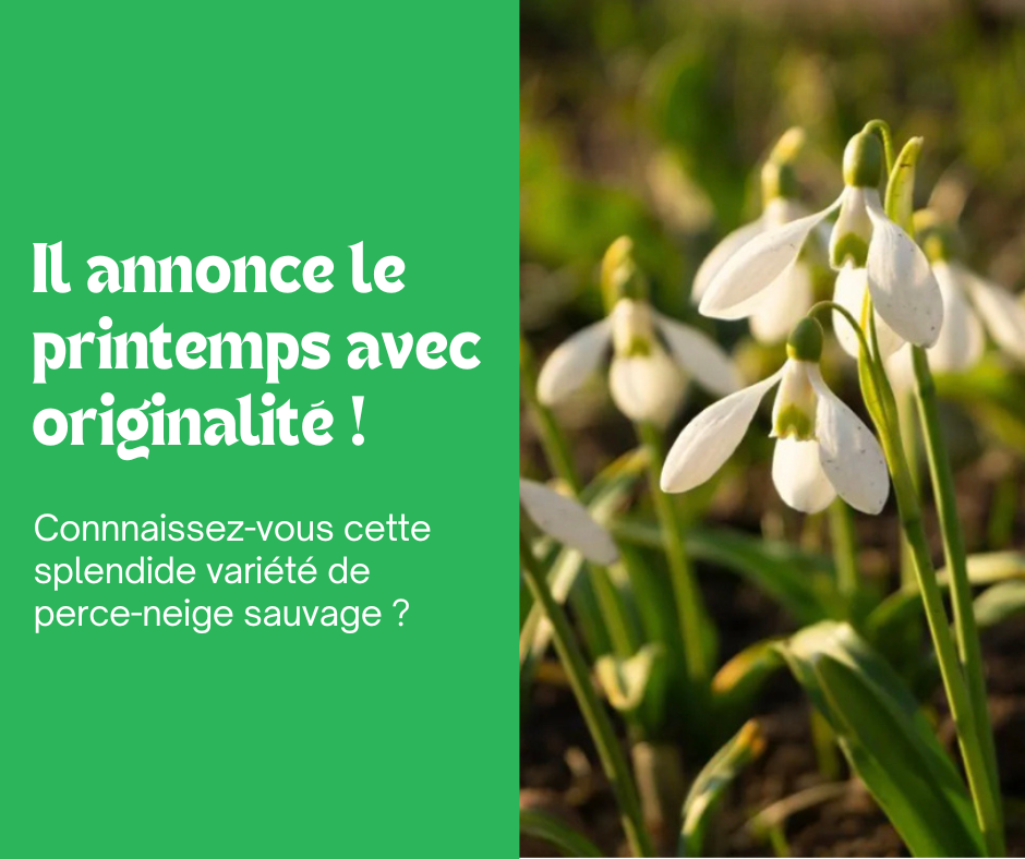 Le Galanthus woronowii : un splendide Perce-neige