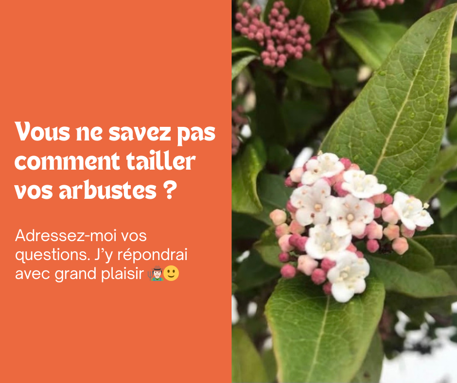 La Taille de vos arbustes : un soin essentiel pour leur bien-être