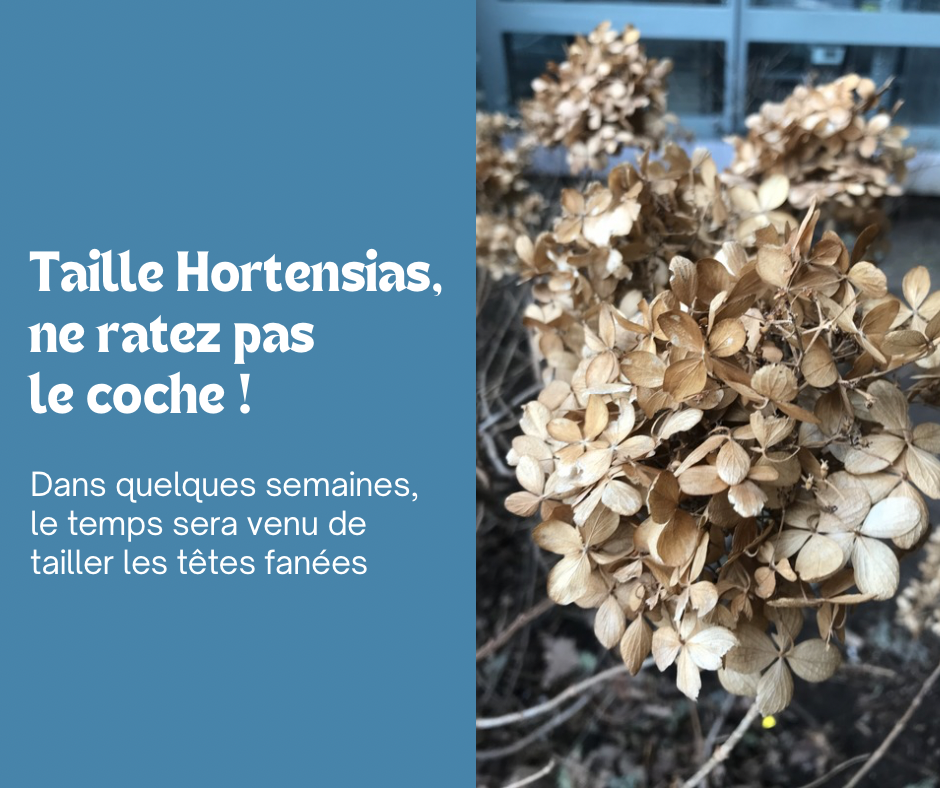 Taille des Hortensias : ne ratez pas le coche !