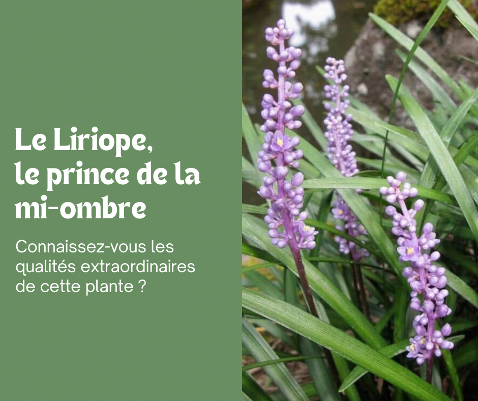 Le Liriope Muscari : le prince de la mi-ombre  