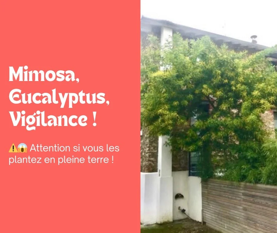 Mimosa, Eucalyptus : vigilance pour leur plantation !
