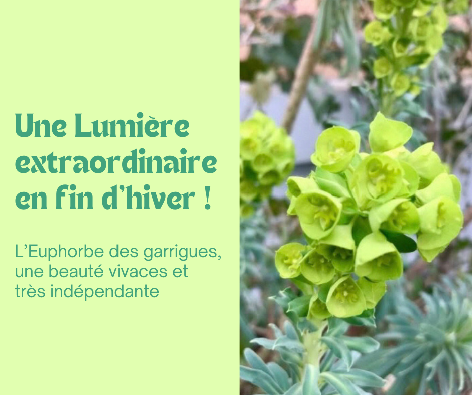 L’Euphorbe des garrigues : lumineuse et indépendante