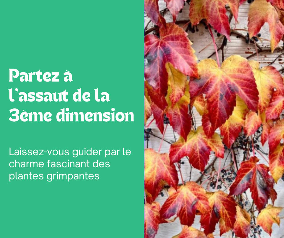 Les Grimpantes : à l’assaut de la 3ème dimension