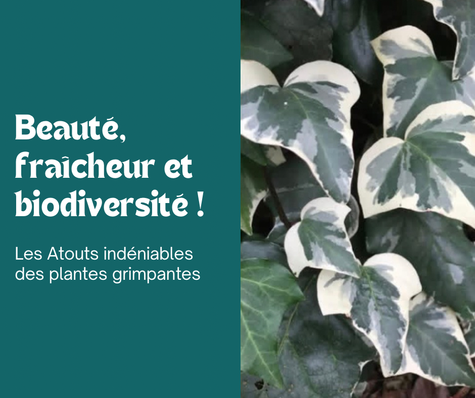 Plantes grimpantes : beauté, fraîcheur et biodiversité 