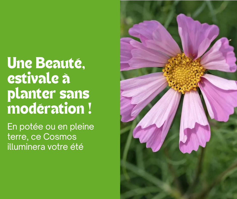 Cosmos nain : une beauté estivale à semer sans modération