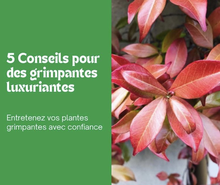 5 Conseils pour des grimpantes luxuriantes 