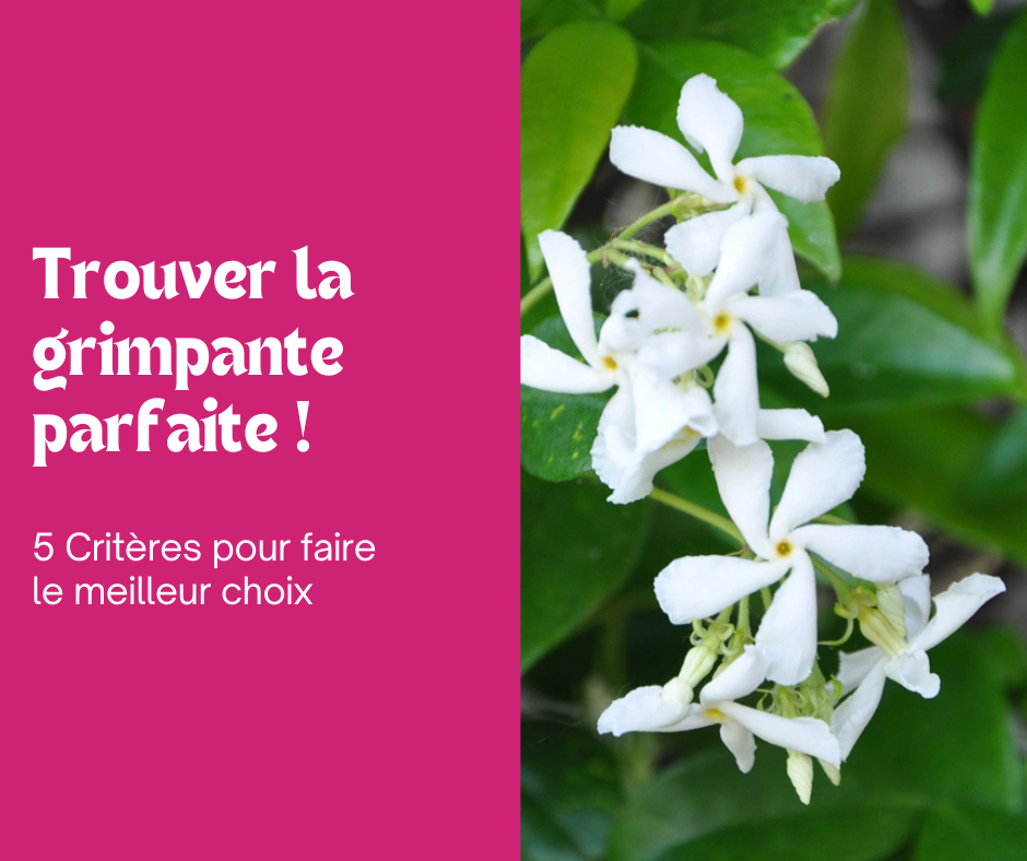 Trouvez la Grimpante idéale 