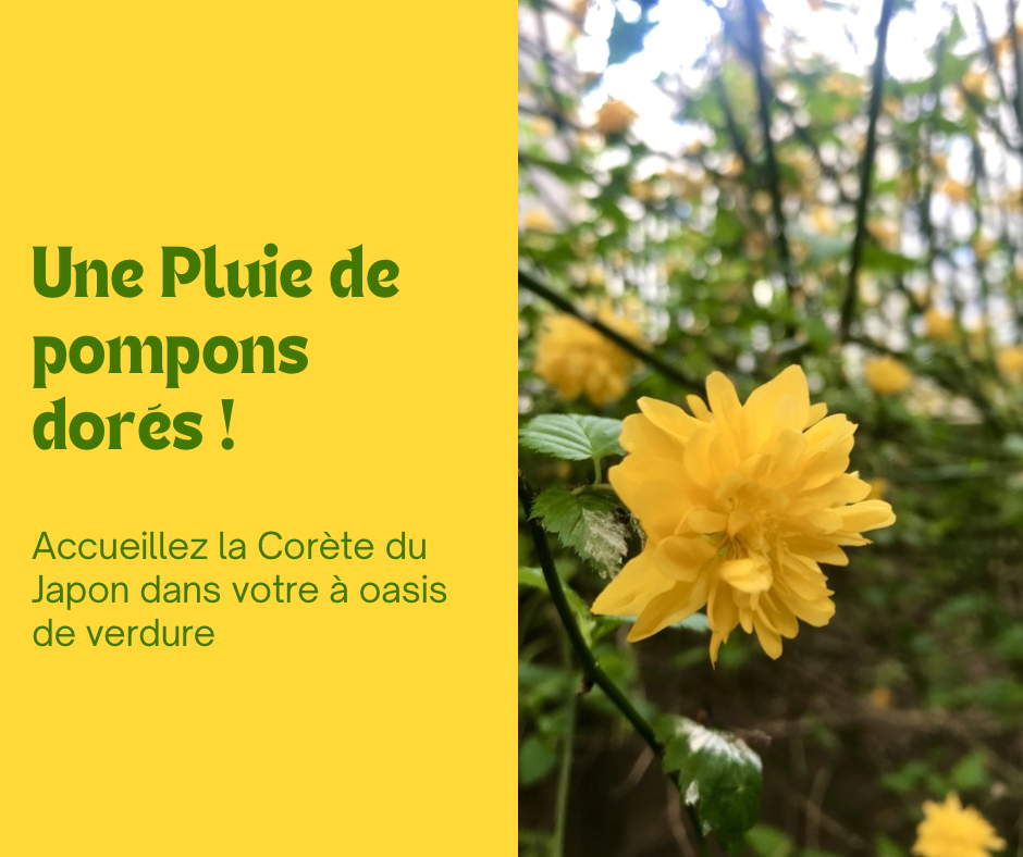 La Corète du Japon : une pluie de pompons dorés