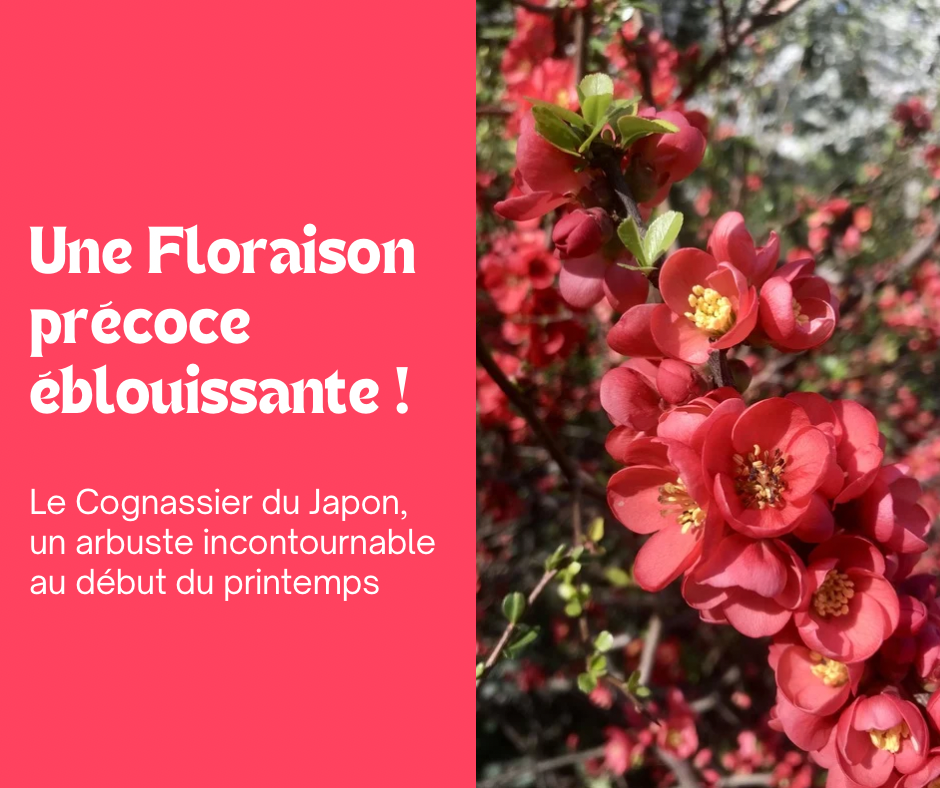 Le Cognassier du Japon : une extraordinaire floraison précoce