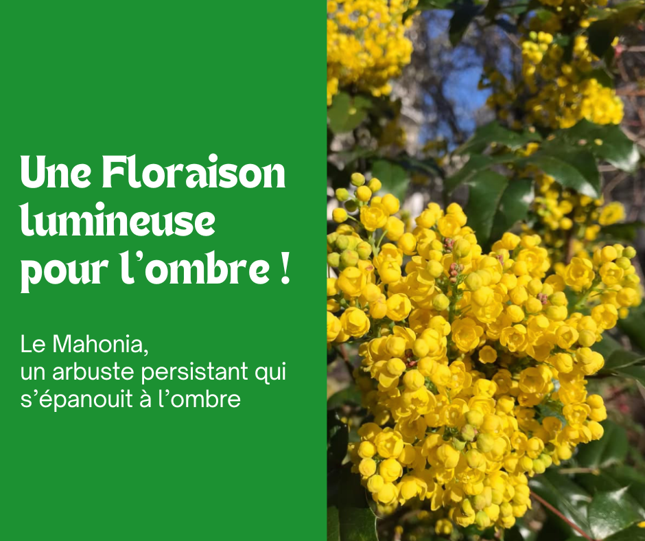 Le Mahonia : une floraison lumineuse à l’ombre