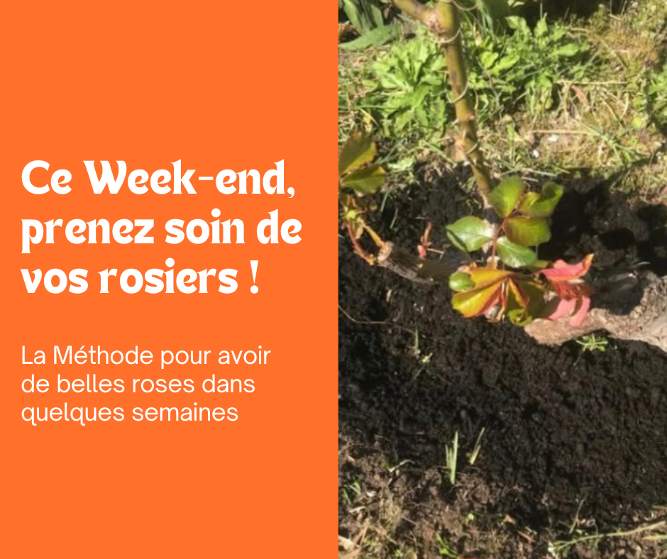 Rosiers : le soin qui garantit une belle floraison