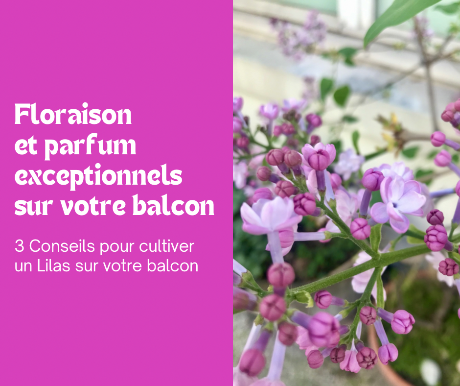 3 Conseils pour cultiver le Lilas en pot