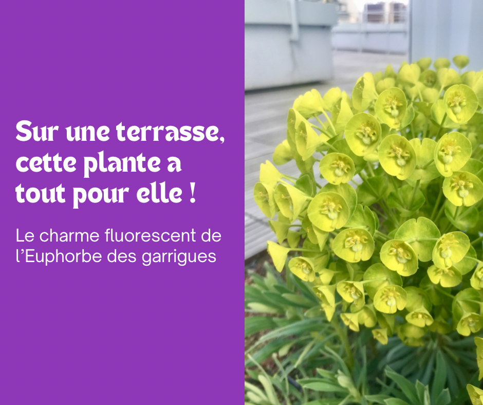 L’Euphorbe des garrigues : une explosion colorée en terrasse !