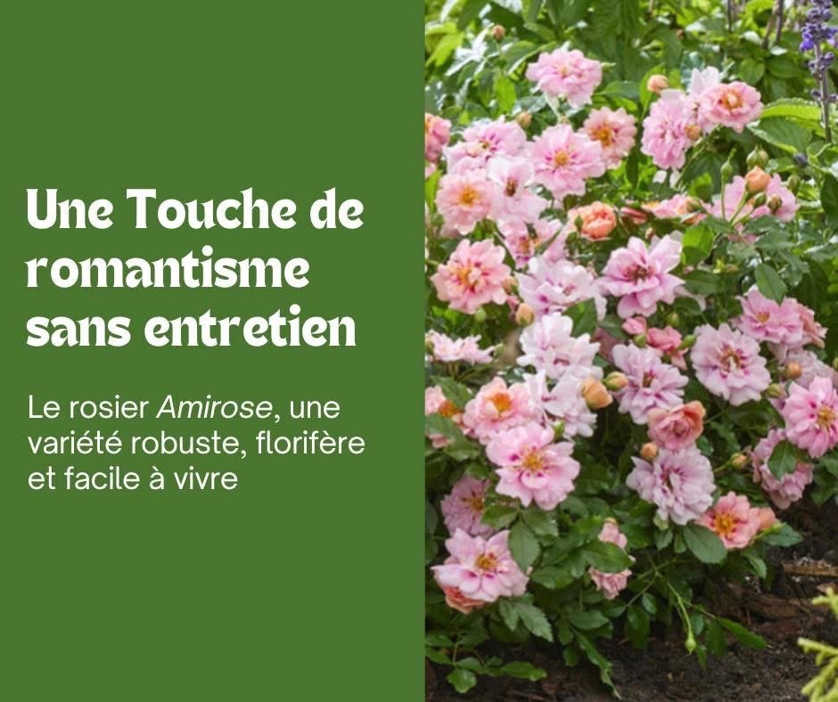 Rosier Amirose : une délicate touche de romantisme sans entretien