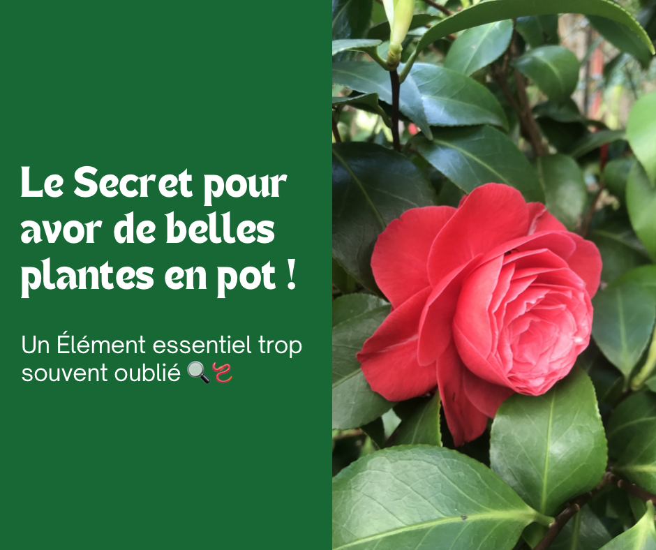 Le Secret pour avoir de belles plantes en pot !