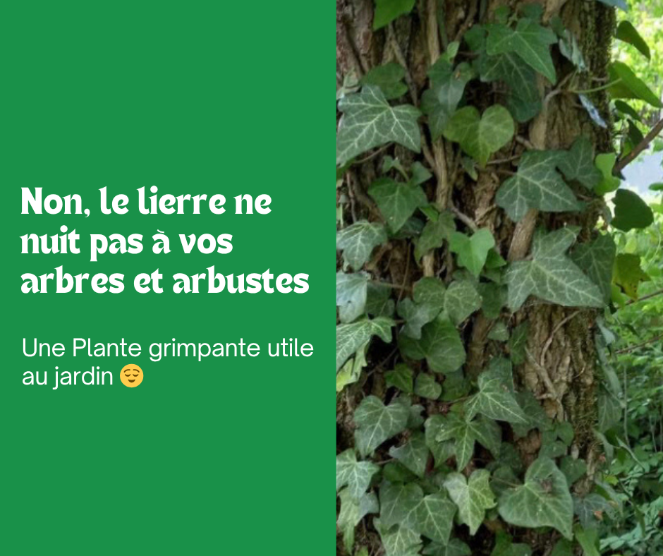 Faites du lierre votre allié !