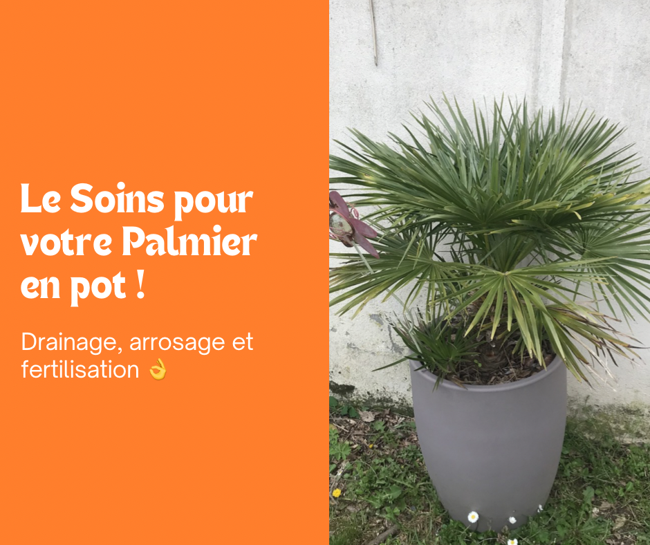 Les Secrets d’entretien pour votre Palmier en pot 