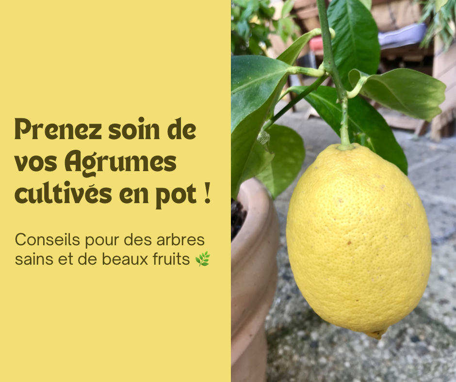 Les Secrets d’entretien de vos Agrumes en pot