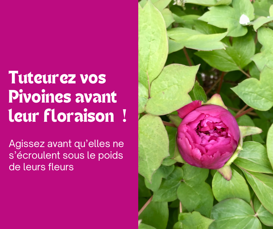 Tuteurez vos Pivoines 